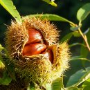 밤나무골 이미지