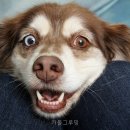 커들그루밍 네이버블로그