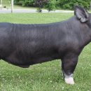 토종돼지농장 이미지