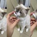 제일동물약품 이미지