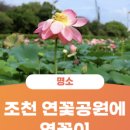 (공연) 오페라 인형극 <요술피리> 이미지