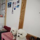 조선생 펫살롱 이미지