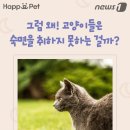잠꾸러기 이미지
