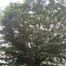 세종조치원지구대 이미지