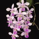 Phalaenopsis lindenii 이미지