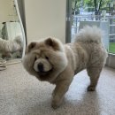 아워퍼피 이미지