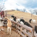 오로라파크 눈꽃전망 이미지