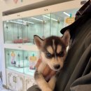 부산강아지분양 테디럽 명지본점 이미지