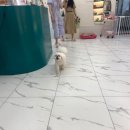 쁘띠몽 이미지