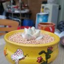 란다자리
