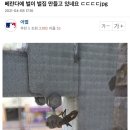 벌집 - 강릉시 | 벌집