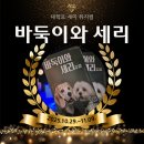 세리 | 대학로 세미뮤지컬 바둑이와 세리 후기 혜화 열린극장 감동 연극 추천