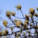 목련어린이집 이미지