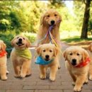 강아지산책 이미지