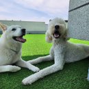 큰댕댕 개치원 이미지