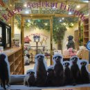 에덴미어캣프랜즈 이미지