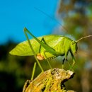 수성다듬이 이미지