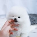 행복한펫샵 이미지