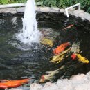 새불고기식당 이미지