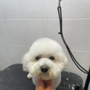 멍데이 살롱 이미지