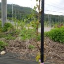 맹씨네 농장 이미지