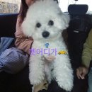 펫어디가