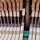 샬롬음악학원 이미지