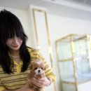 퍼피안 이미지