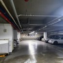 마이달링독 이미지