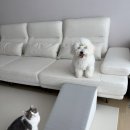 스텝광고 | 강아지 슬개골 탈구 예방 필수템! 디팡 슬라이드 스텝 솔직 후기 (강아지 계단 추천)