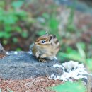 통고산자연휴양림 이미지