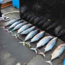 선장대형카 | 초보도 월척 가능한 제주 배낚시 체험, 광명호 솔직후기