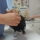 한밭 동물병원 이미지