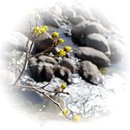 3월 초 꽃망울, 중순에 만개 3월 25일(토)부터 4월 2일(일)까지 `산수유꽃축제` 이미지