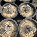 블루빈스 이미지