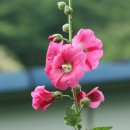 등나무집 이미지