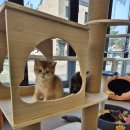 달콤하니냥 이미지