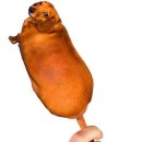 나의 강아지 네이버블로그