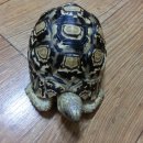 복땡이 이미지