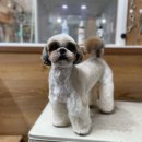 더사랑할개 이미지