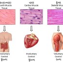 시골근육 이미지