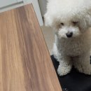 골든베니 이미지