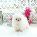 화이트포메라니안 이미지