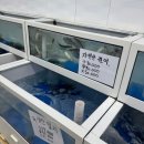 청춘회물회 | [경산 횟집] 가을전어/참돔 회 맛집 매운탕 맛집 가성비횟집 추천 청춘회물회_내돈내산