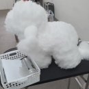 위더스행정사 | 반려견스타일리스트 3급 실기시험_후기