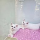 똥강아지 김해 강아지분양 고양이분양 이미지