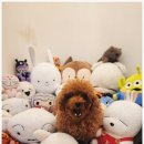 일산애견호텔 강아지 유치원 미용 맘바이 일산점 이미지