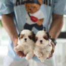 착한퍼피 이미지