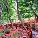 함평 용천사=상사화의 계절이 왔다=40만 평 규모의 우리나라 대표 꽃무릇 명소 이미지