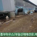 흥부축사 이미지